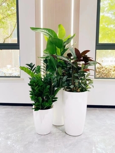 领略镇海花卉租摆魅力，畅享清新舒适空间